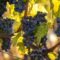 Close up of red merlot grapes in vineyard. Medoc, Gironde, Aquitaine. France