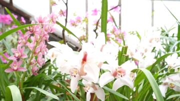 orchidei-ban