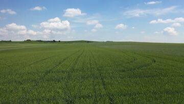 pshenica biznes agrotv