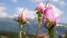 rozova maslo agropolitiki