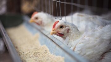 Close up of domestic laiying hen in henhouse