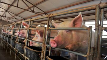 The farm pigs