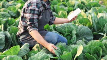 Male agricultural engineer working in field