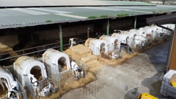 ferma korten holshtayn kravi agrotv