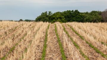Rows of no-till soybeans going up a hill in a field of corn and rye residue with woods behind.