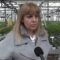 ЦВЕТЕН БИЗНЕС: Българското производство на цветя – наболелите теми 