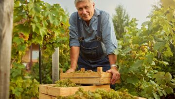 Senior citizen standing in the vineyard with boxes of grapes