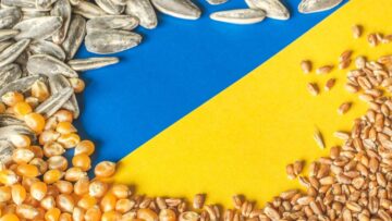 Wheat grains, corn and sunflower seeds on the yellow and blue flag of Ukraine, Ukrainian grain crisis, global hunger crisis concept due to war