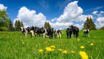 herd of Holstein Friesian cattle in the swiss jura in spring