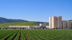 Farm Field in California with blue sky