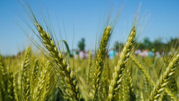 borsa pshenitsa agrotv zemedelie