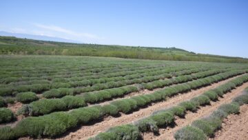 lavandula pole agrotv