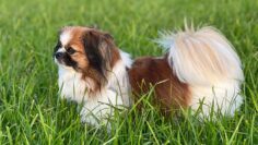 Kleiner Hund steht auf einer Wiese und blickt in die Ferne. Spaziergang, Natur, Landleben, Haustier, Tibet Spaniel
