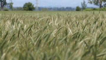 pshenica agrotv agronews