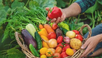 A man with a harvest of vegetables in the garden. Selective focus.