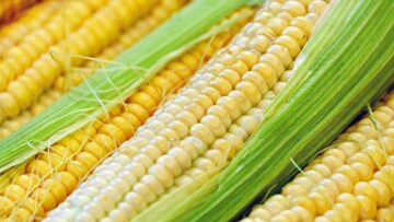 corn-1605664_1280
