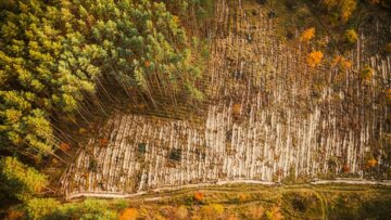 Aerial view green pine forest in deforestation area landscape. Top view of european nature from high attitude in autumn season. Drone view. Bird’s eye view a logging zone cuts through forest