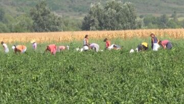 ednodnevni-trudovi-dogovori