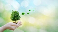 Ecology concept human hands holding big plant tree leaves with o