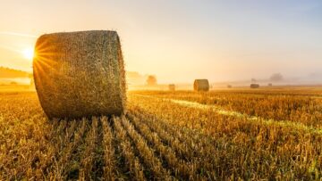 Hay bales in a field near the village of Dobronice near Bechyně in South Bohemia, which are photographed at sunrise