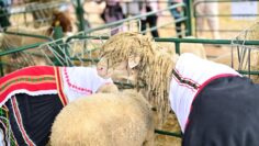 sabor na ovtsevadi agrotv