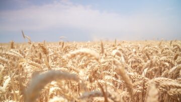 agro borsa agrotv ulas pshenica