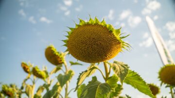 agroprognoza susha agri