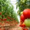 АГРОСТАТИСТИКА: Ръст на продукцията от плодове и зеленчуци