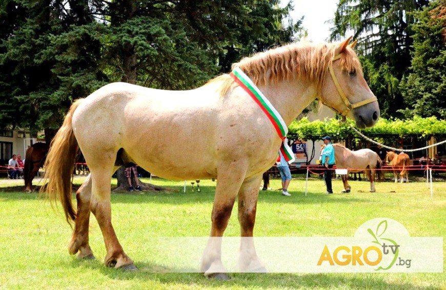 „Конете на България“ – специално издание за националното изложение на Български тежковозен кон