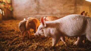 Close-up of a pig playing in a pigsty. Group of pigs.