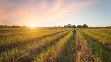 A young asian farmer wearing red cap, shirt, jeans, holding tablet working in the rice fields at the evening sunset.Concept of smart agriculture digital agriculturist modern farm coexist with nature.
