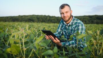 A farmer agronomist inspects green soybeans growing in a field. Agriculture