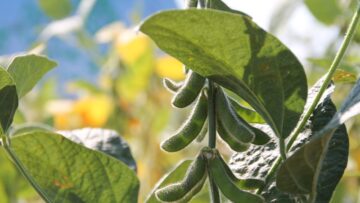 soia agrotv