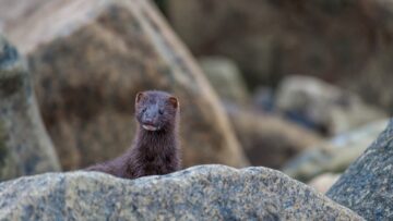 Mink