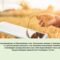 Smart farming Agricultural technology and organic agriculture Woman using the research tablet and studying the development of rice varieties in rice field