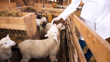 An unrecognizable cattle veterinarian touching baby sheep lamb. Domestic animals health control.