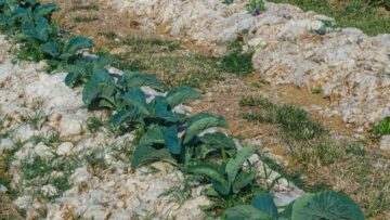 Rows of organic cabbage on sheep wool mulch for a sustainable, biodegradable weed elimination product.