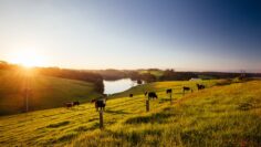 Tilba Tilba Landscape in Australia