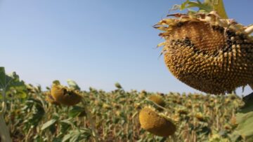 agroprognoza susha zemedelie