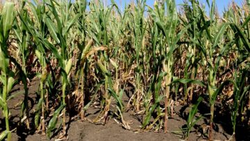 corn agrotv borsa