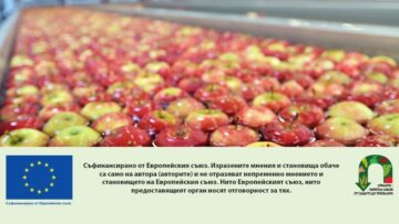transport of freshly harvested apples in a food factory for sale