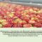 transport of freshly harvested apples in a food factory for sale