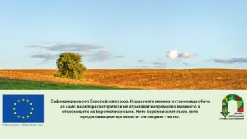 green agricultural field of sprouted young wheat on private agri