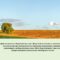 green agricultural field of sprouted young wheat on private agri