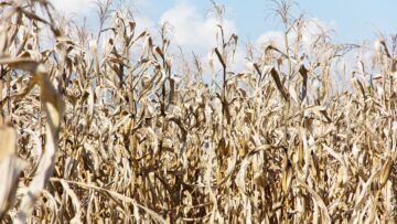 drought corn field