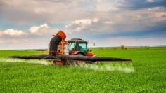 Farmer spraying wheat crops