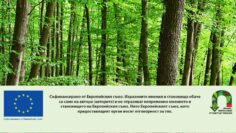 Nature – green background. Beautiful spring deciduous forest with trees and leaves. Relaxation and rest for the soul. Concept for ecology and nature.