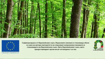 Nature – green background. Beautiful spring deciduous forest with trees and leaves. Relaxation and rest for the soul. Concept for ecology and nature.