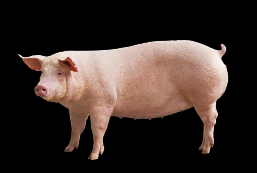 Smart Poultry & Pig World 2025: Иновации и устойчивост – пътят на животновъдството в Европа и България