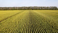 nyufarm pole slanchogled agrotv